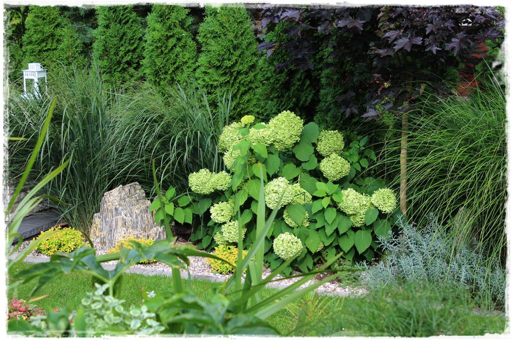 Hortensje w ogrodzie aranżacje 7 Hortensje w ogrodzie aranżacje 7