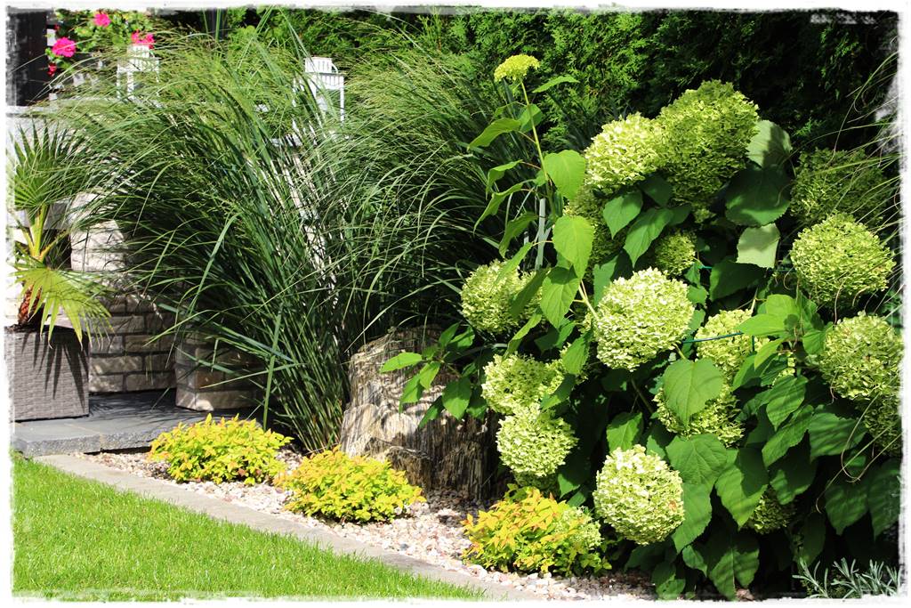 Hortensje w ogrodzie aranżacje 7c Hortensje w ogrodzie aranżacje 7c