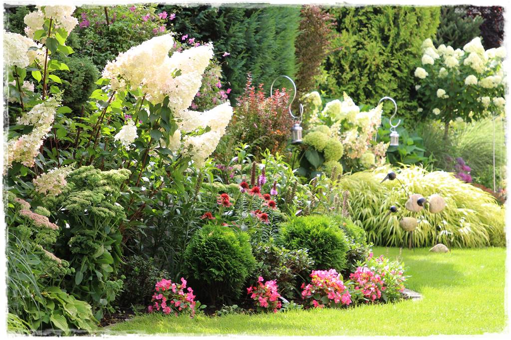 Hortensje w ogrodzie aranżacje 8 Hortensje w ogrodzie aranżacje 8