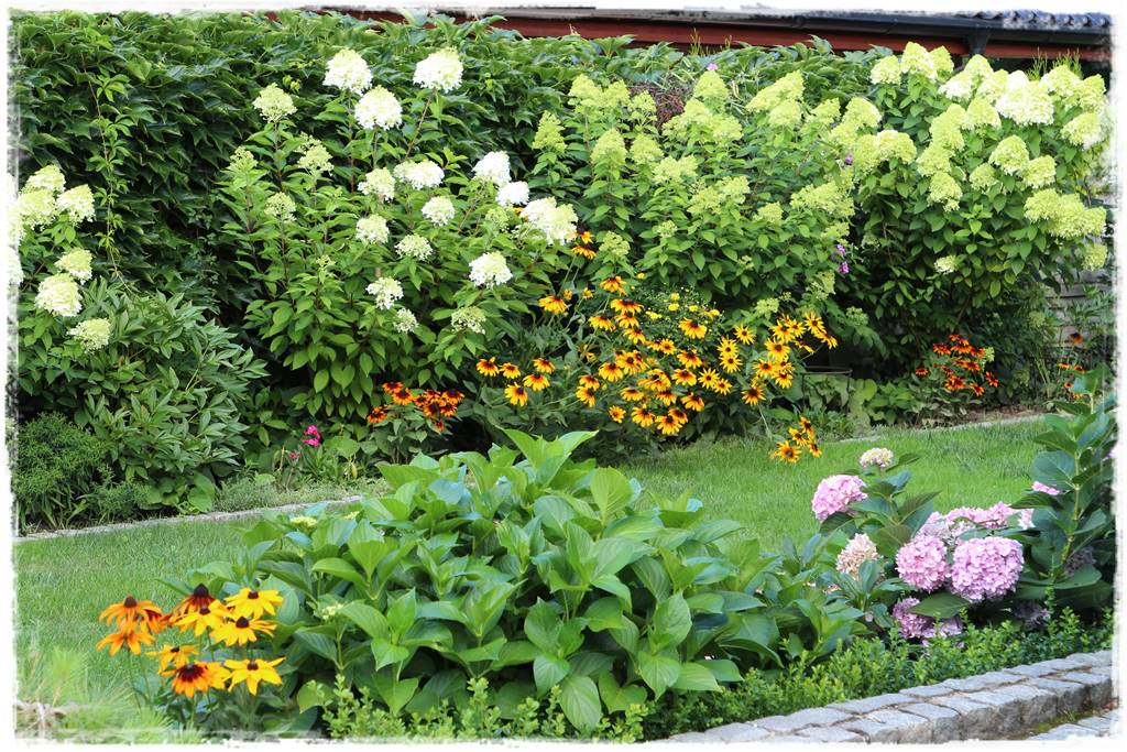 Hortensje w ogrodzie aranżacje 9 Hortensje w ogrodzie aranżacje 9