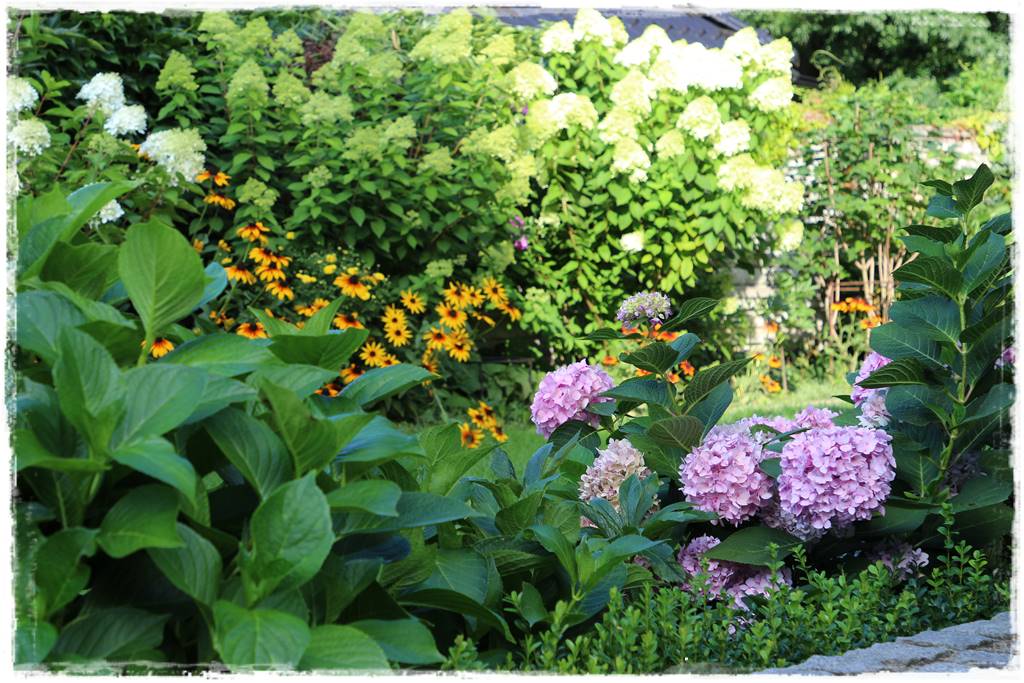 Hortensje w ogrodzie aranżacje 9b Hortensje w ogrodzie aranżacje 9b