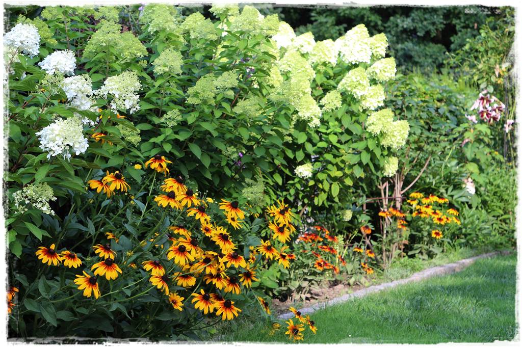 Hortensje w ogrodzie aranżacje 9c Hortensje w ogrodzie aranżacje 9c