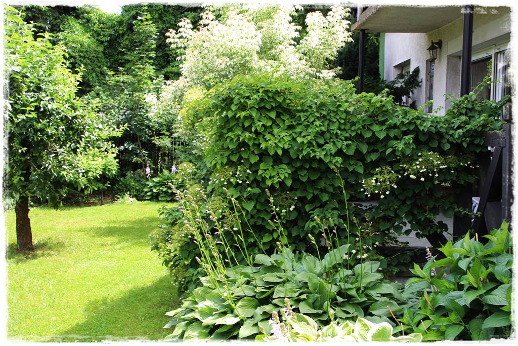 Hosty w ogrodzie 10