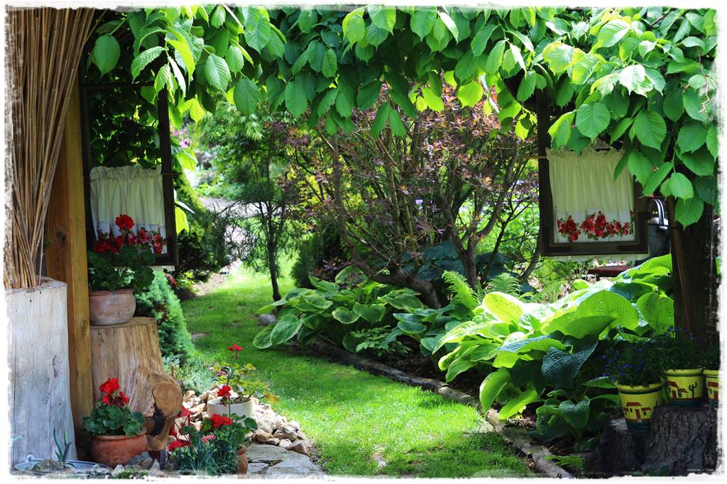 Hosty w ogrodzie 1c