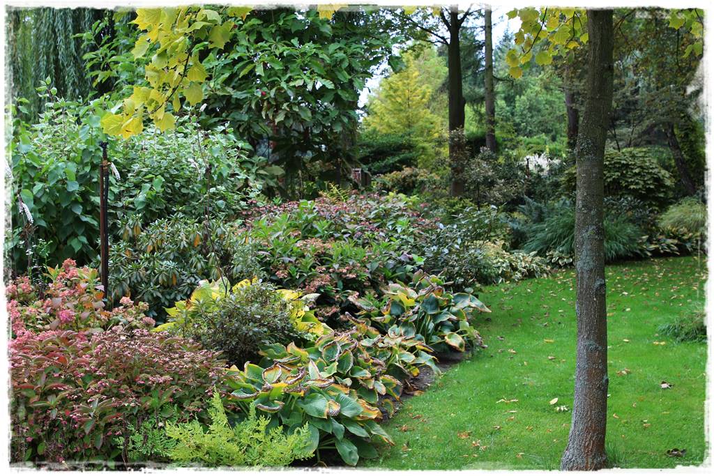 Hosty w ogrodzie 1e