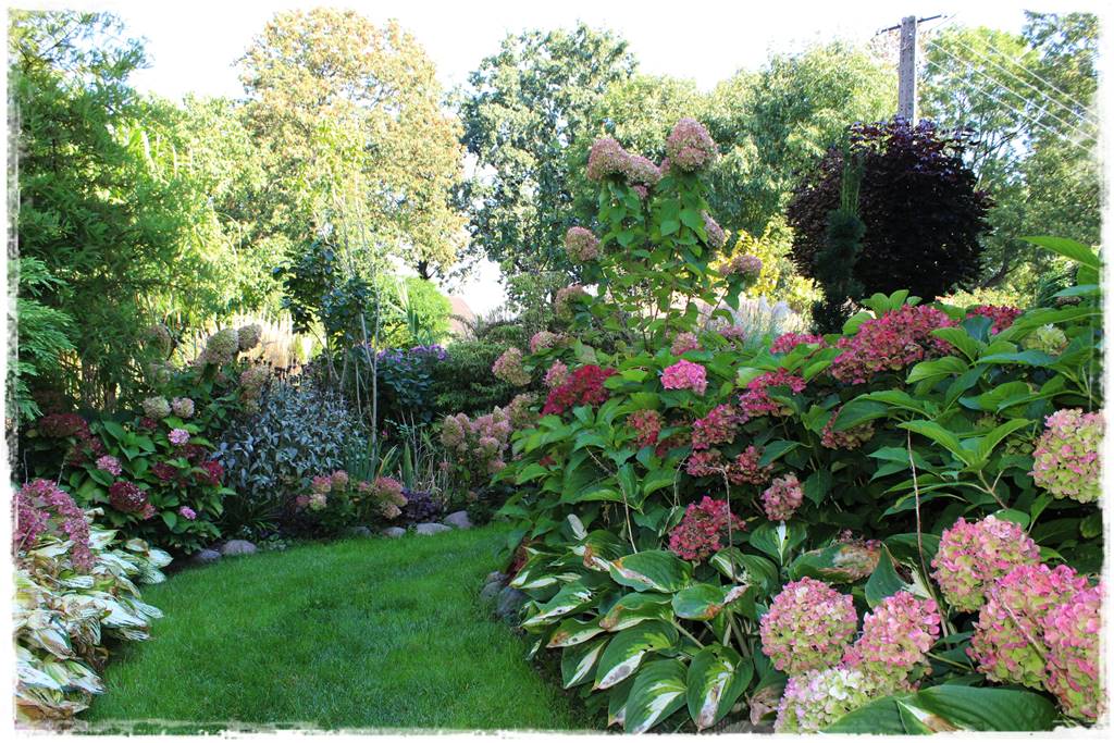 Hosty w ogrodzie 2aa