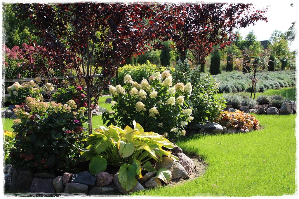 Hosty w ogrodzie 2b