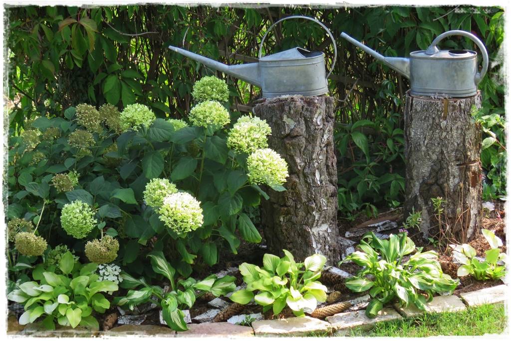 Hosty w ogrodzie 2c