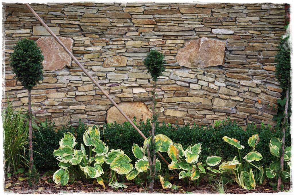 Hosty w ogrodzie 3aa