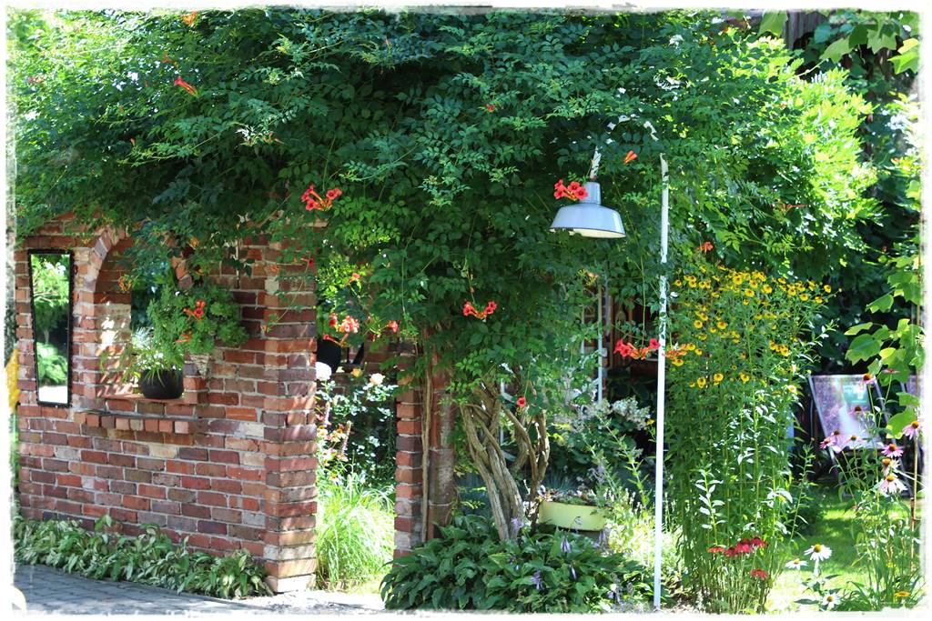 Hosty w ogrodzie 3c