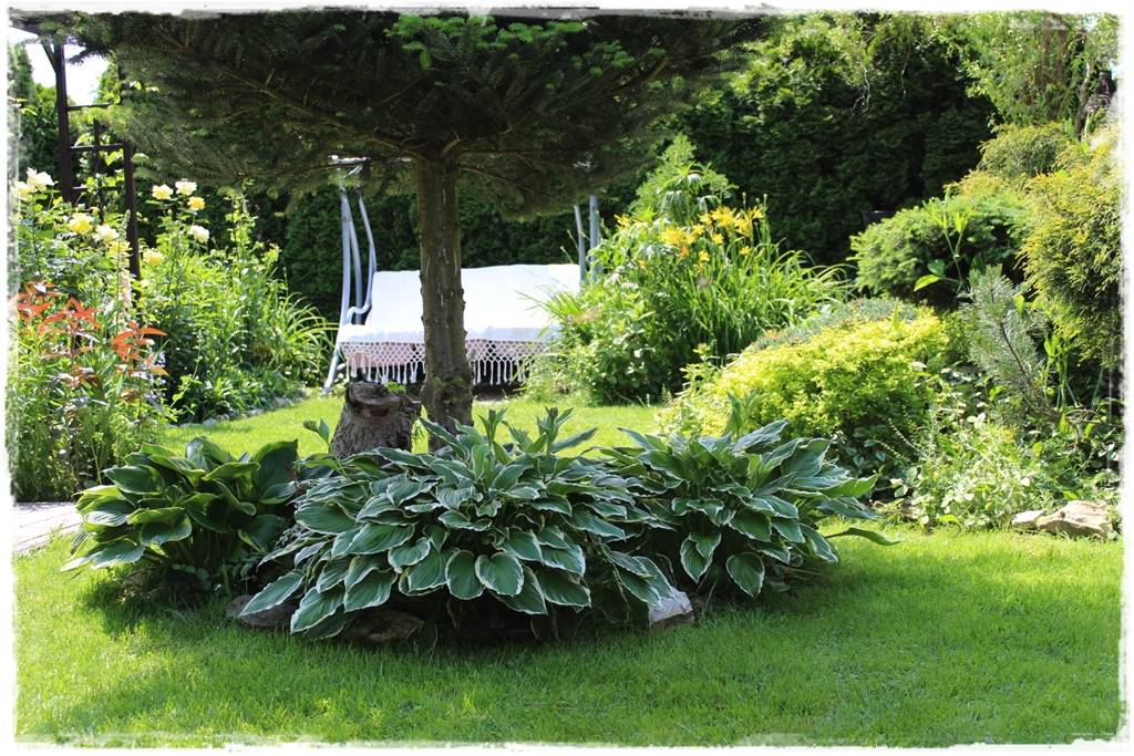 Hosty w ogrodzie 4aa