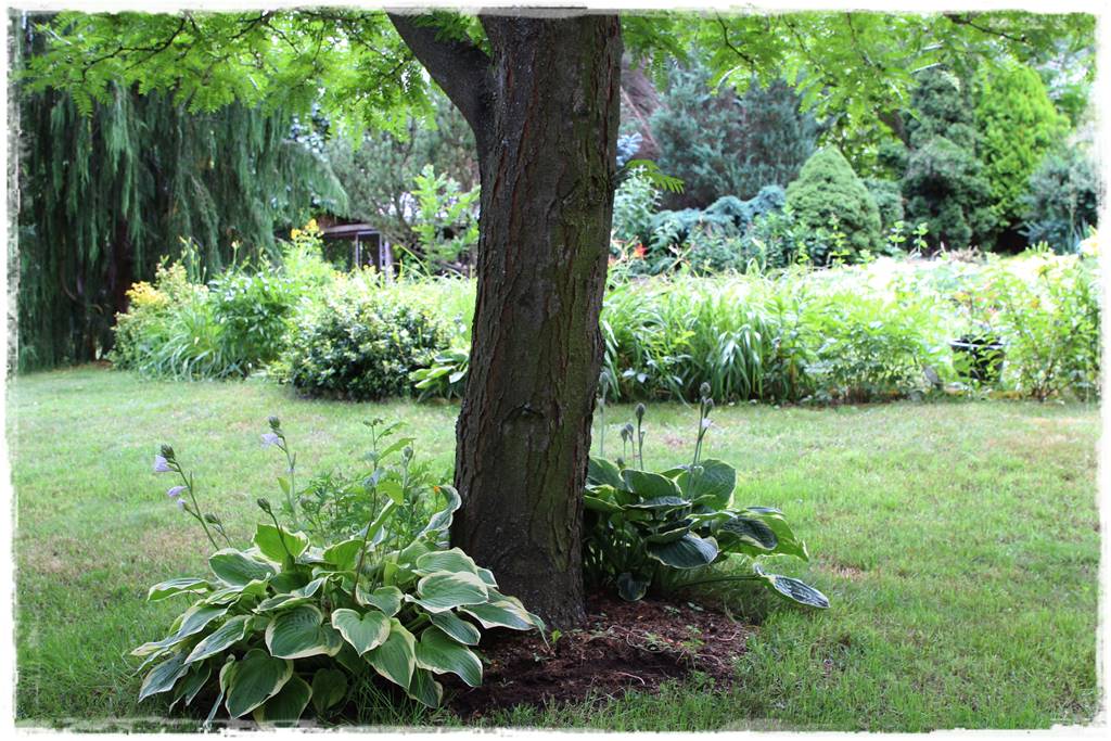 Hosty w ogrodzie 4b