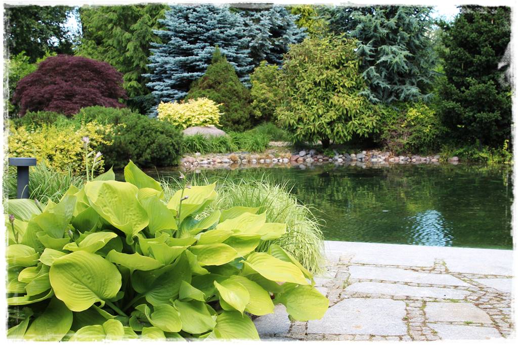 Hosty w ogrodzie 6b