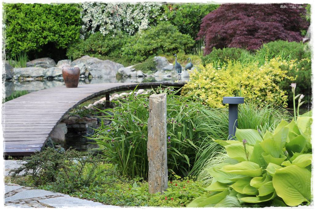 Hosty w ogrodzie 6c