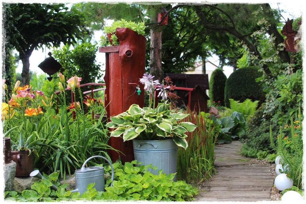 Hosty w ogrodzie 7b