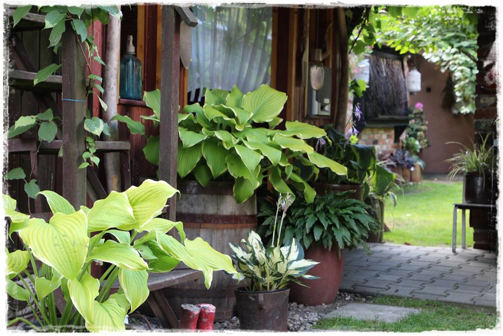 Hosty w ogrodzie 7c