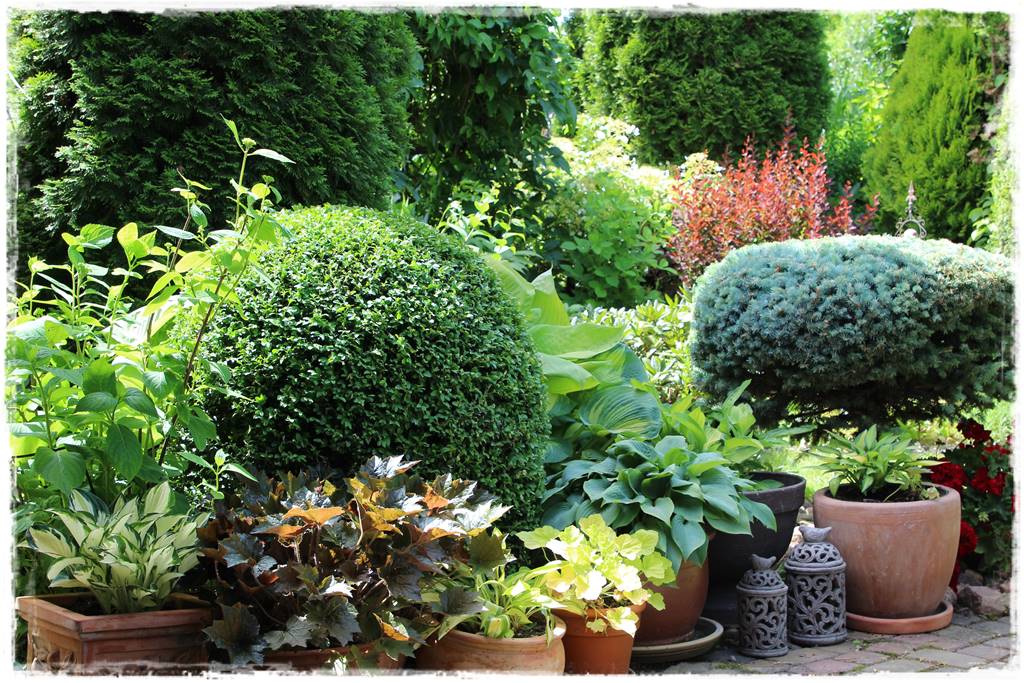 Hosty w ogrodzie 7e