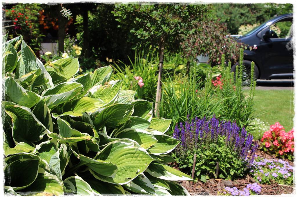 Hosty w ogrodzie 8aa