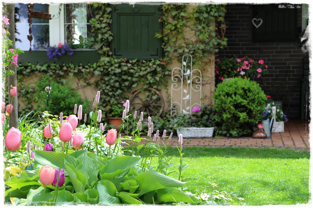 Hosty w ogrodzie 9c