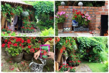 Jak nawozić pelargonie 1