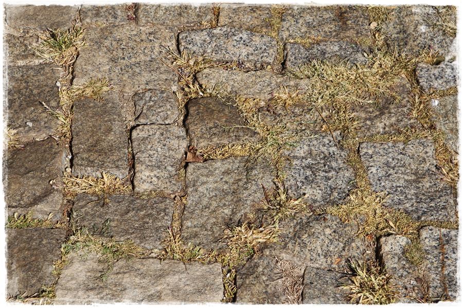 Jak zwalczyć chwasty bez chemii 6 Jak zwalczyć chwasty bez chemii 6