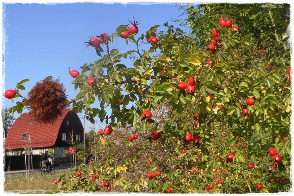 Jak zwalczyć szkodniki róż 10