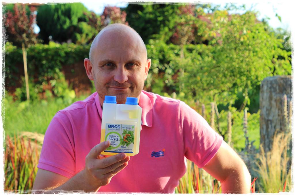 Jak zwalczyć szkodniki róż 10a