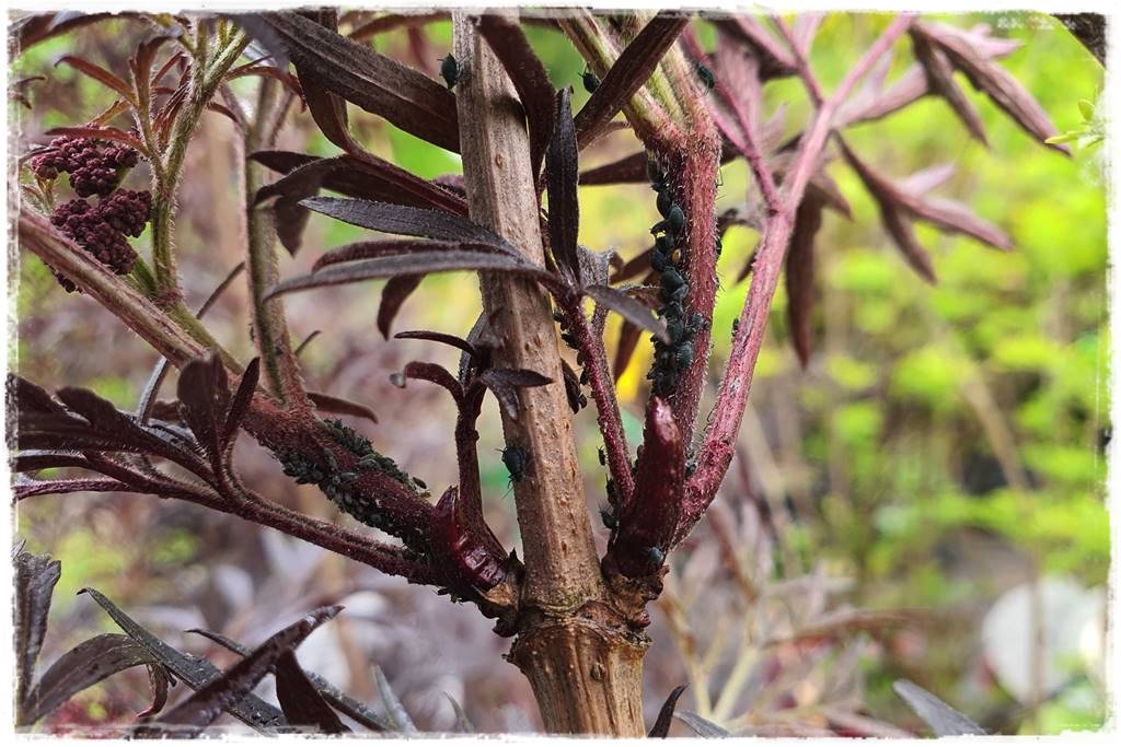 Jak zwalczyć szkodniki róż 11