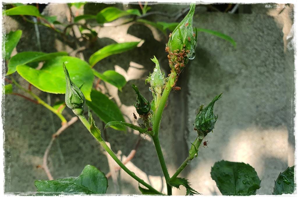 Jak zwalczyć szkodniki róż 12