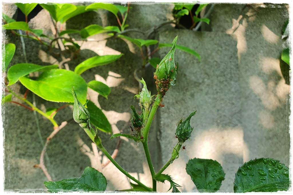 Jak zwalczyć szkodniki róż 6 Jak zwalczyć szkodniki róż 6