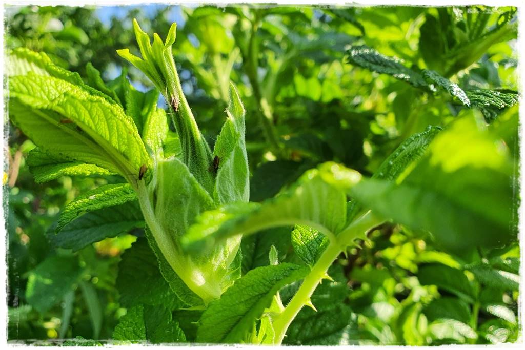 Jak zwalczyć szkodniki róż 7 Jak zwalczyć szkodniki róż 7