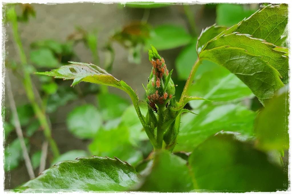 Jak zwalczyć szkodniki róż 8 Jak zwalczyć szkodniki róż 8