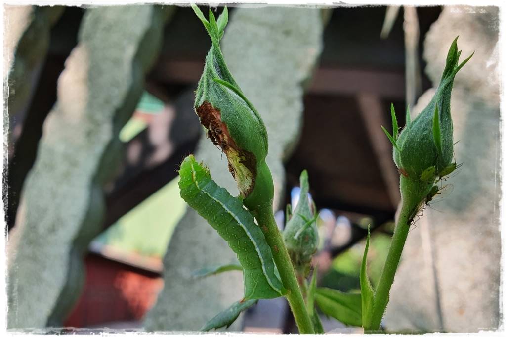 Jak zwalczyć szkodniki róż 9 Jak zwalczyć szkodniki róż 9