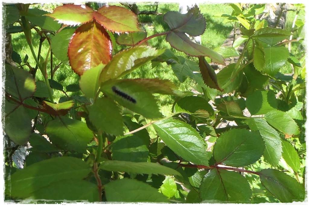 Jak zwalczyć szkodniki róż 9a Jak zwalczyć szkodniki róż 9a