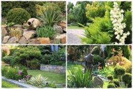 Juka w ogrodzie aranżacje 1