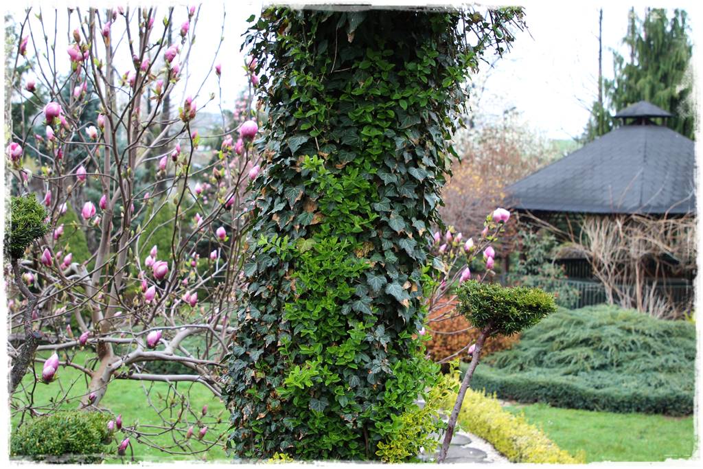 Kwitnące krzewy 100f