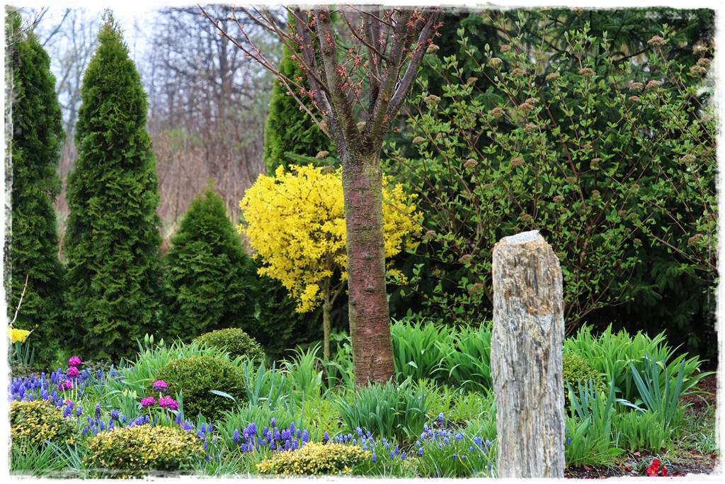 Kwitnące krzewy 10b