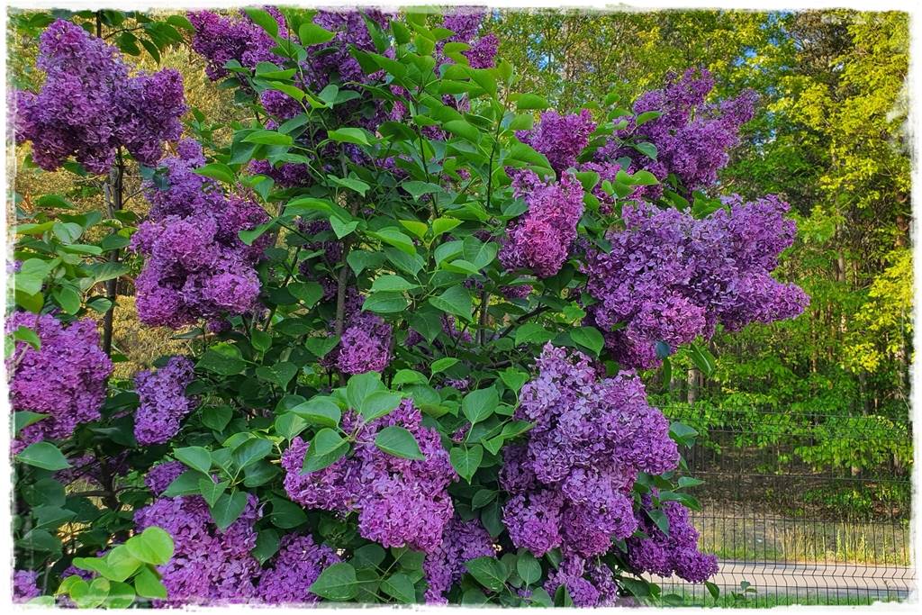 Kwitnące krzewy 20bb