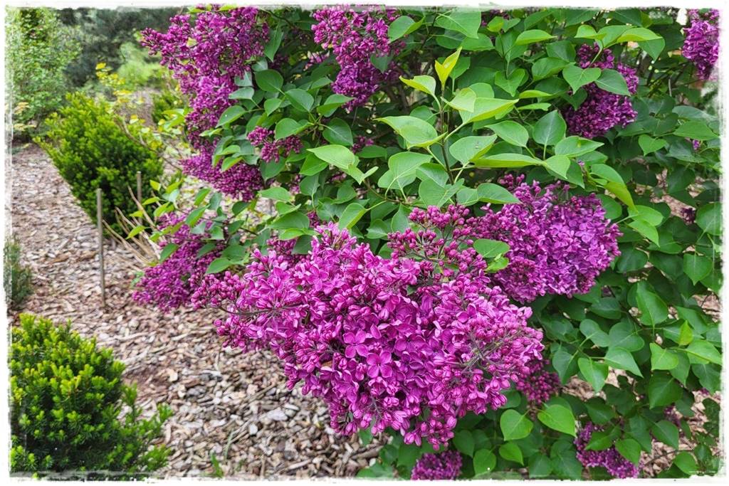 Kwitnące krzewy 20cc