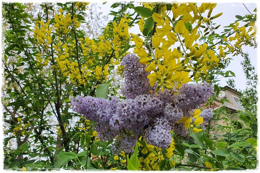 Kwitnące krzewy 20dd