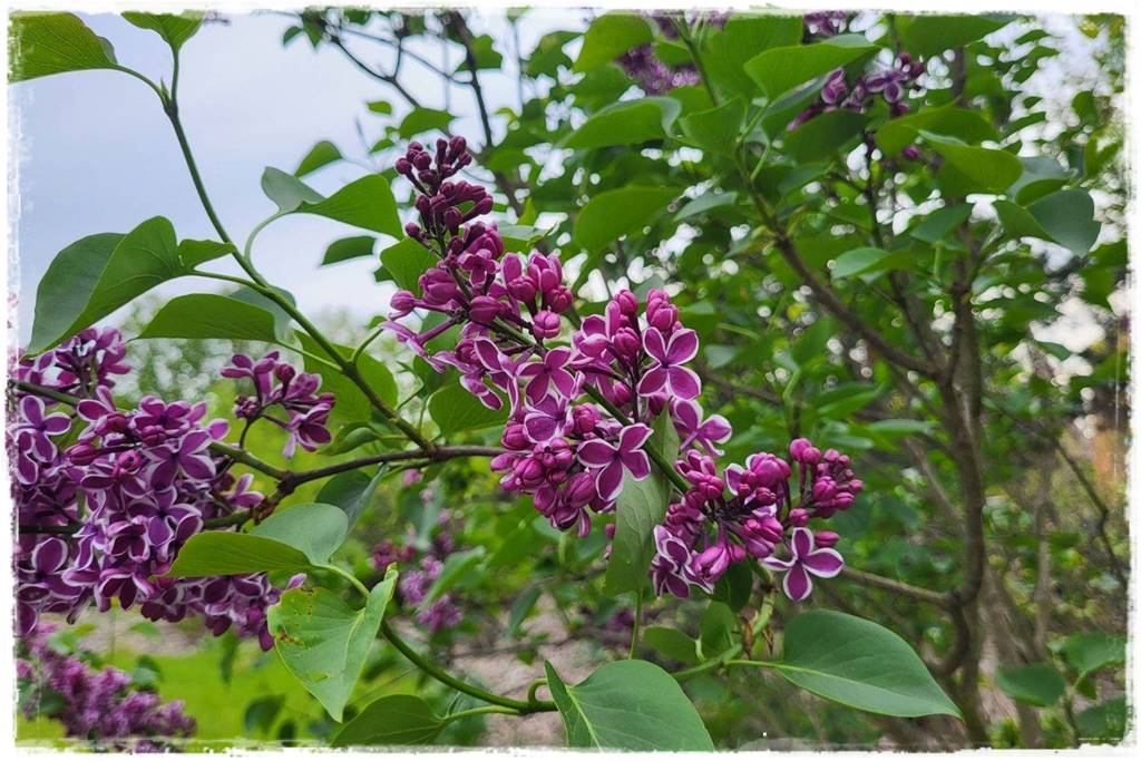 Kwitnące krzewy 20ff