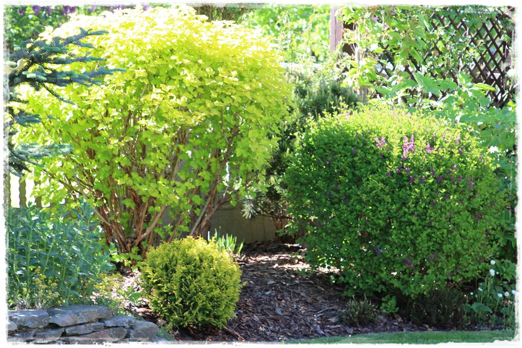 Kwitnące krzewy 20g