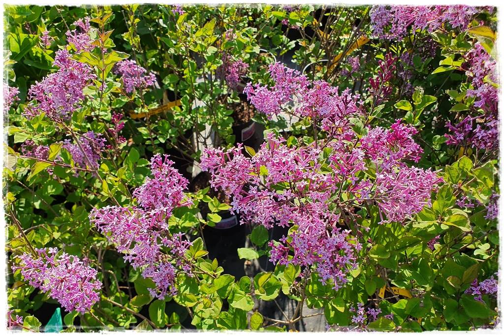 Kwitnące krzewy 20h