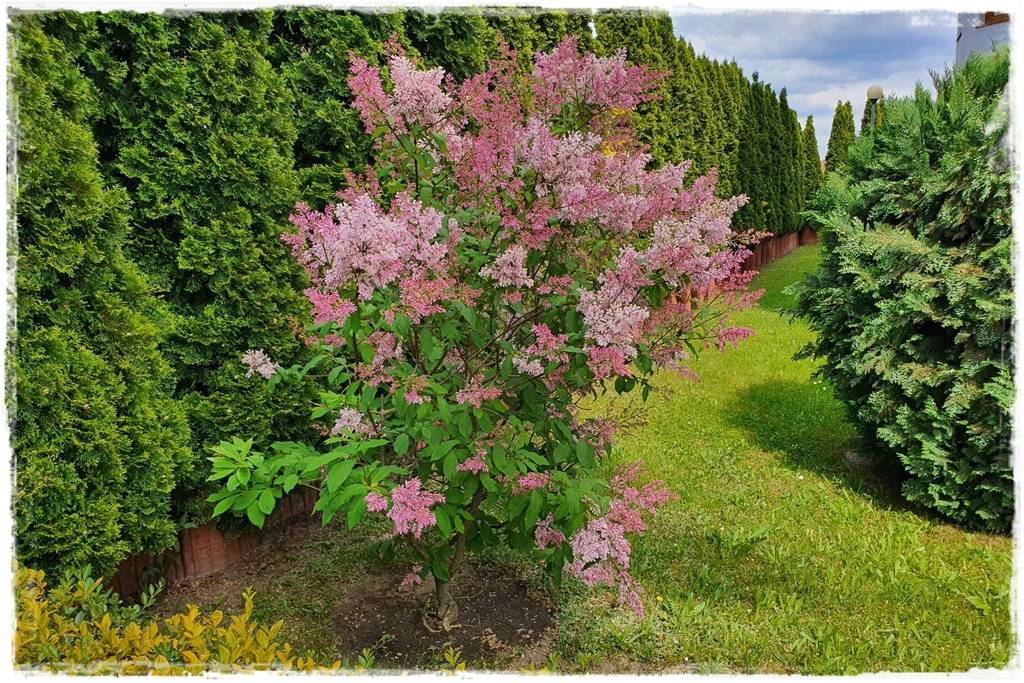 Kwitnące krzewy 20i