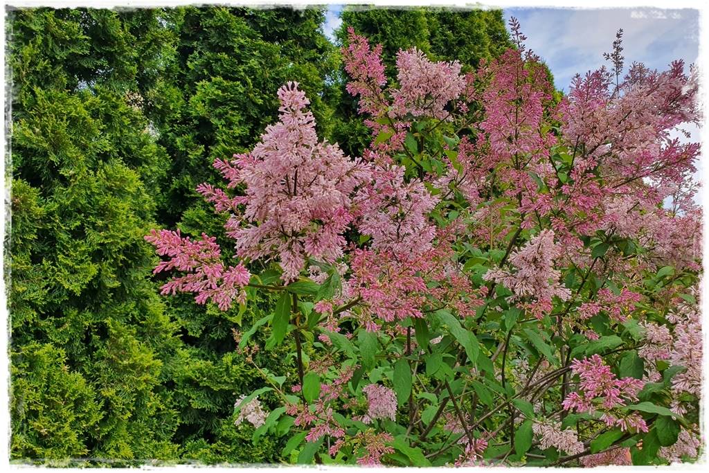 Kwitnące krzewy 20j