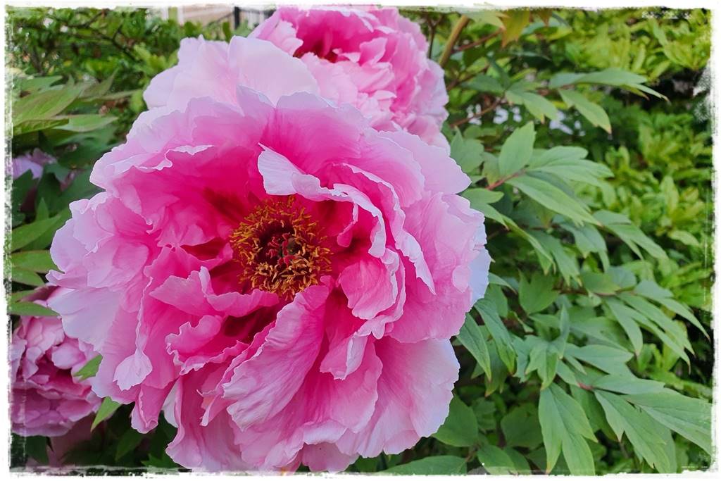 Kwitnące krzewy 30b