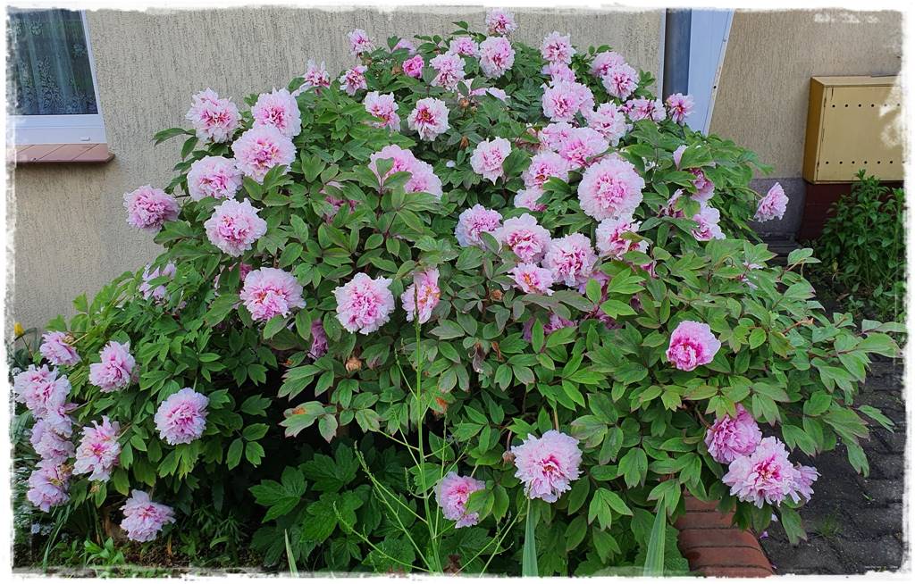 Kwitnące krzewy 30c