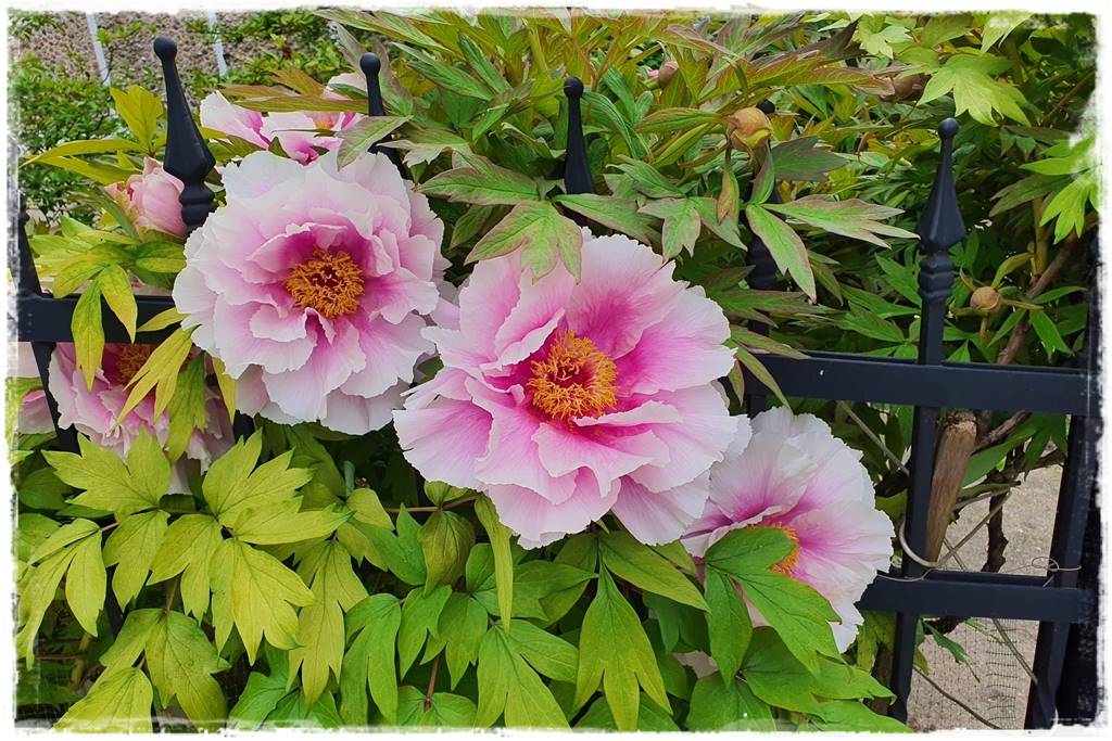 Kwitnące krzewy 30e