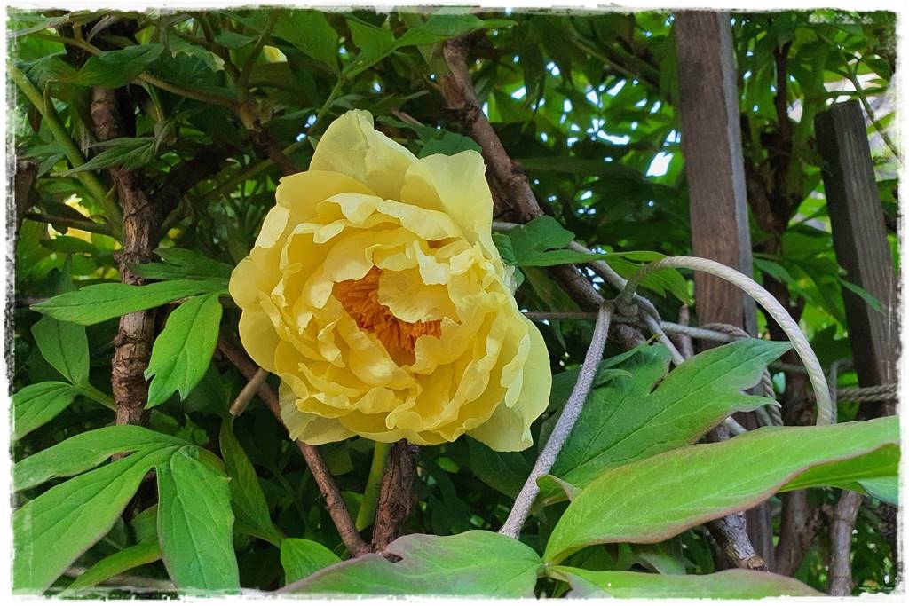 Kwitnące krzewy 30f