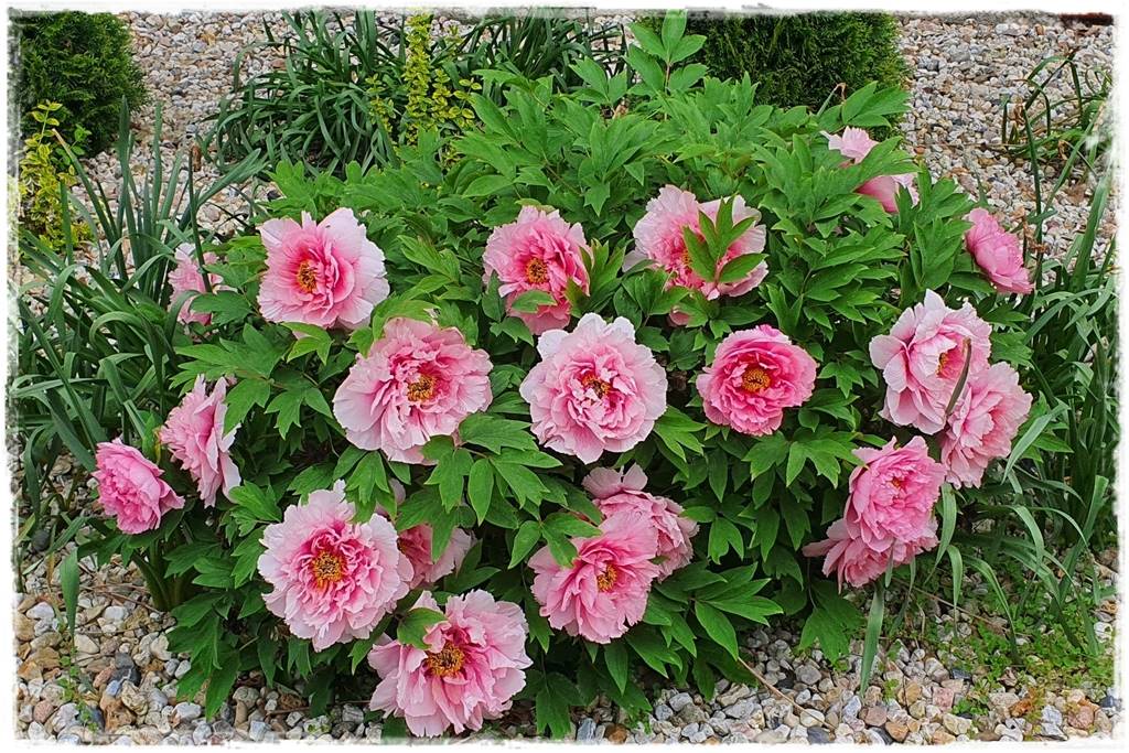 Kwitnące krzewy 30g